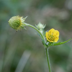 Geum aleppicum (yellow avens)